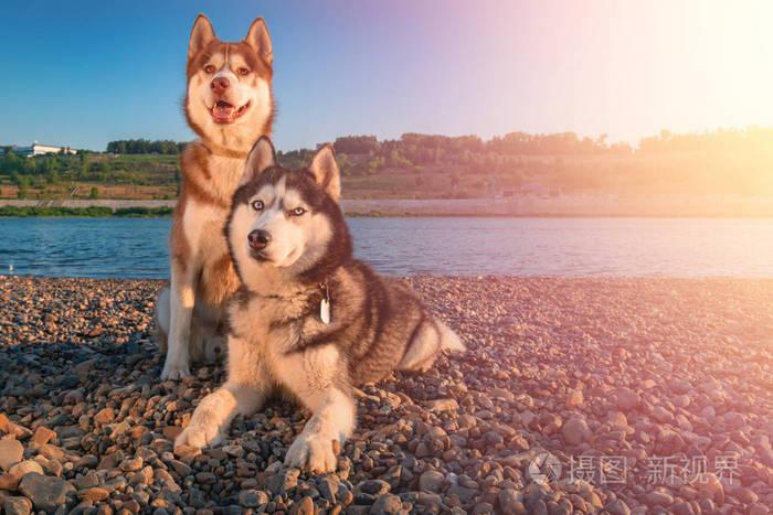 两只西伯利亚的哈士奇狗并排坐在岸边.夏季海滩背景肖像