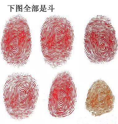 你的手指有几个斗和簸萁性格与姻缘怎样