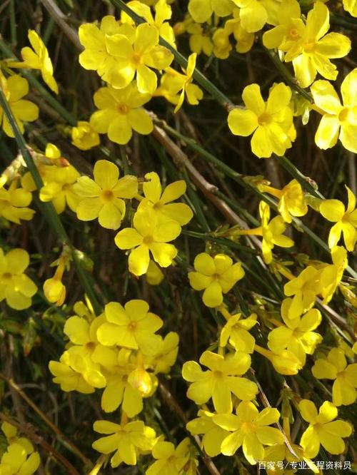 春季里来什么花儿开?