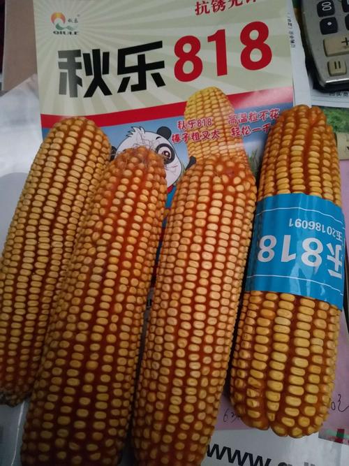 横空出世,中原大地迎来高产耐高温玉米种~东明千村农业科技(北京千村