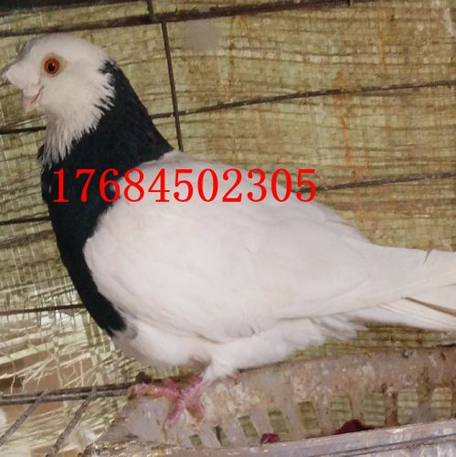 出售栏杆鸽 红头鸽子 毛脚两头乌鸽 墨环鸽 金眼白鸽