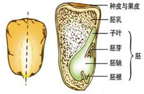 有胚乳种子