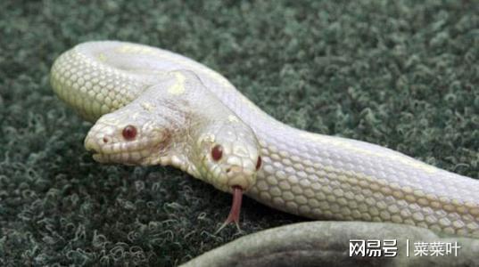 科普:不是神话,世界上真有双头蛇