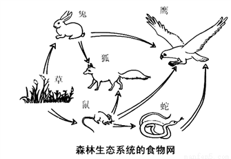 如图所示为是某森林生态系统的食物网,请据图填空