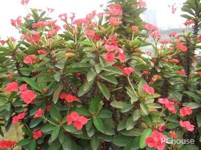 龙骨花的介绍