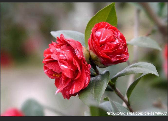 [转载]魔术城(2018茶花季之二十七)