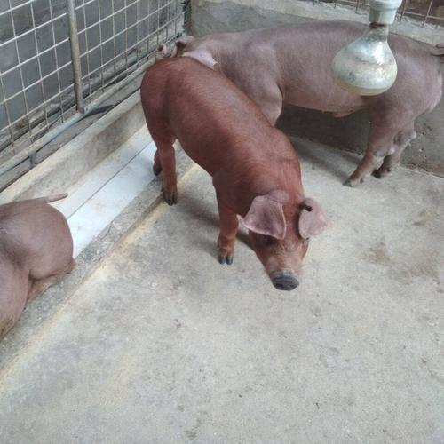 杜洛克 杜洛克猪价格 杜洛克种公猪 杜洛克母猪多少钱一头