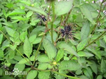 鬼圪针图片_百度百科