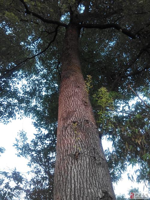 本人有50年树龄红樟树出售