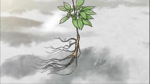 这个千年人参的故事,你肯定没有听说过!