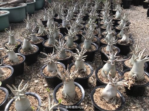 tsc泰国索科特拉沙漠玫瑰