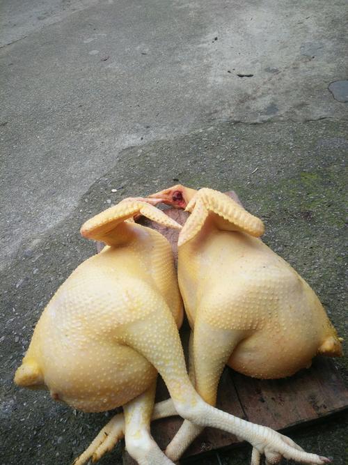 一年的老阉鸡还剩最后3百只,在此端午之节,要的趁早,电话 18692855848