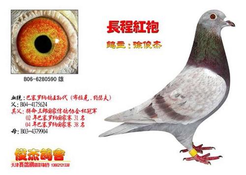 俊杰鸽舍--金牌展厅--搜鸽网
