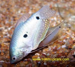 银曼龙 - 曼龙 - 龙巅观赏鱼