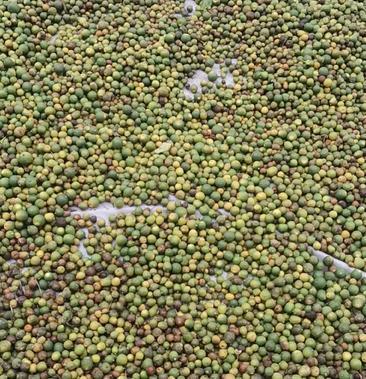 冰糖橙落地果鲜果纽荷尔锦蜜椪柑个青枳实枳壳