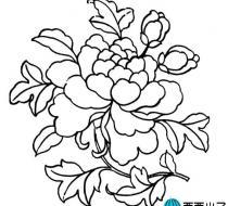 中国国花牡丹的手抄报 中国手抄报