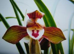 紫荷- 中国兰花交易网