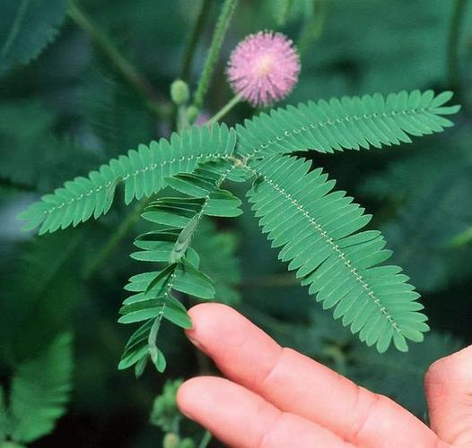 含羞草的特点是什么,你知道吗?