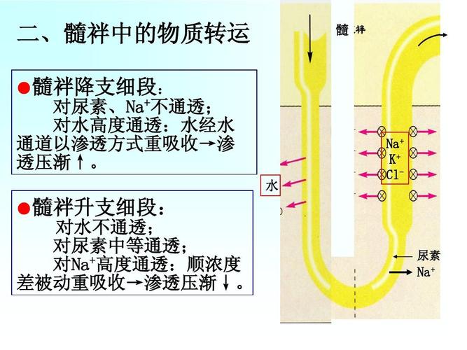 高等教育 医学 > 生理学课件08-2 生理学课件 二,髓袢中的物质转运