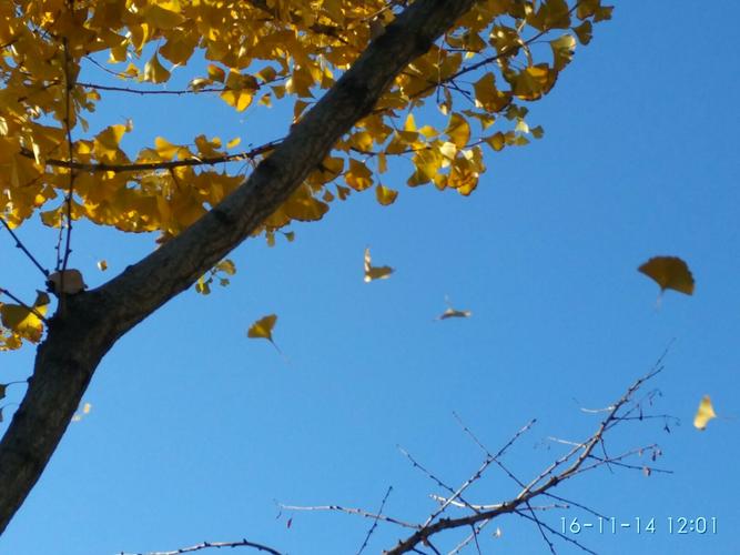 风吹落树叶的瞬间