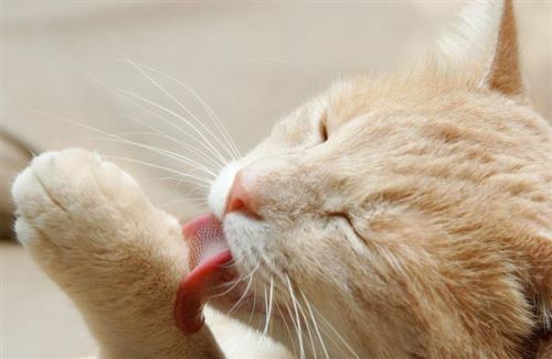 你会舔伤口吗?看完再也不敢了