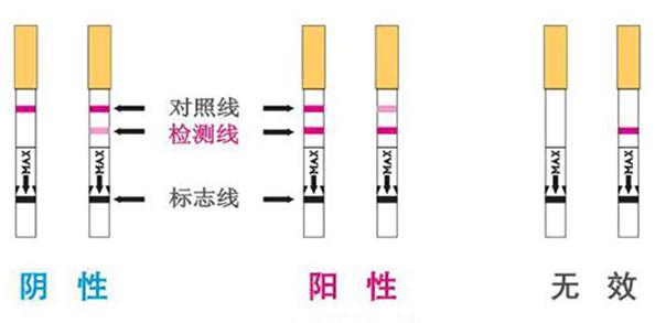 试孕纸怎么看怀孕结果 主要看红线是阳性来还是假阳性