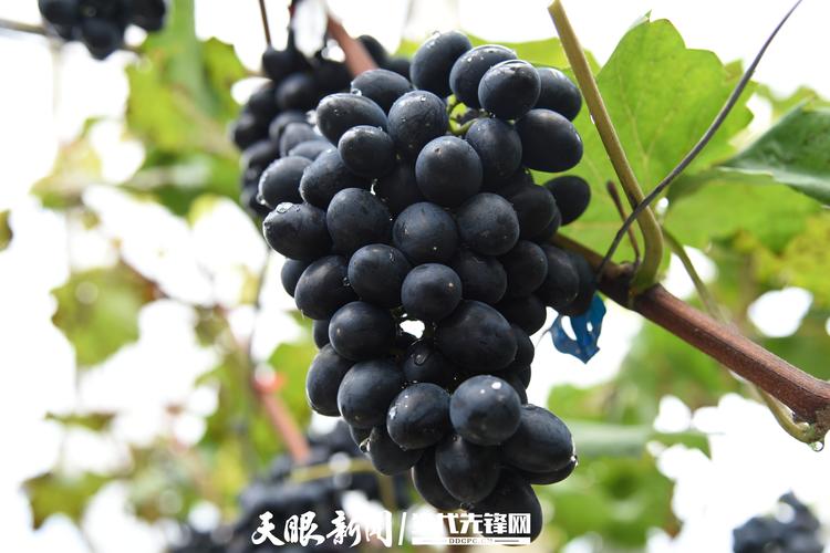 摩尔多瓦葡萄.jpg