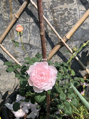 瑞典女王花期已坚持5天_日记_花花草草_月季_我的花花