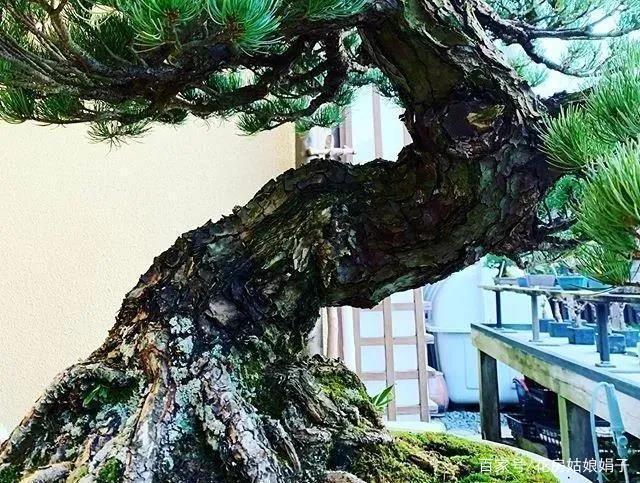 松柏盆景,创作成爆皮老树,把大自然美景移到盆中,更显