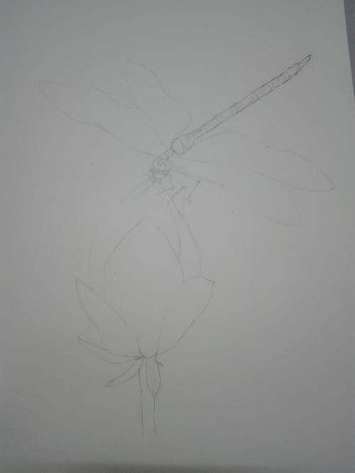 小荷才露尖尖角早有蜻蜓立上头