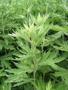 蒿草到底长啥样怎样预防蒿草过敏