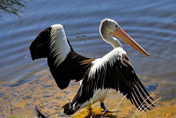 鹈鹕的个子真大,它的大嘴巴就象中国的鱼鹰一样吃起鱼来不含糊