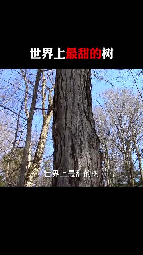 每天一点冷知识世界上最甜的树