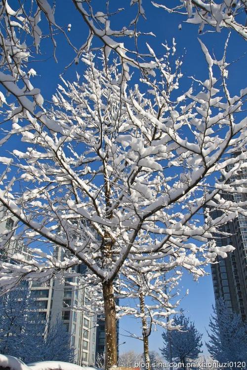 小区内——蓝天 树挂 雪和树枝成为一体 这仿佛是大树盛开的白色花朵