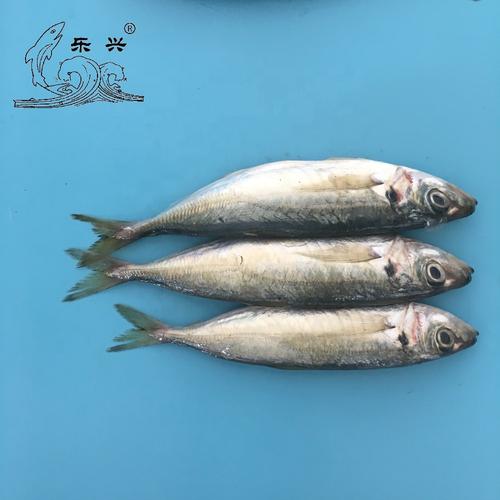 frozen horse mackerel