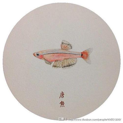 triss的相册-水彩(濒危鱼类)