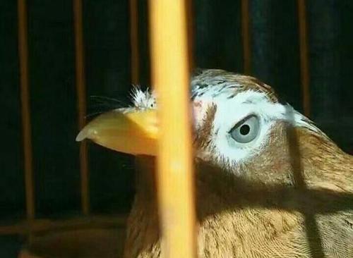 画眉鸟:养鸟所悟,少走弯路