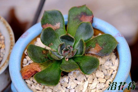 多肉植物烟煤病症状(附防治心得)