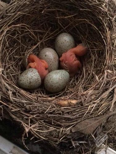 小乌鸫宝宝出壳了!