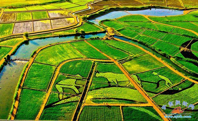 张掖农田整治与艺术交融稻画田园现生态美景