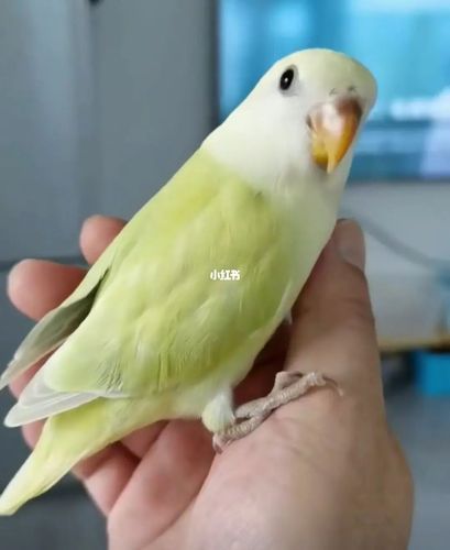 求购精品白面苹果绿奥闪牡丹鹦鹉,有意私!_鹦鹉_牡丹_宠物_宠物其他