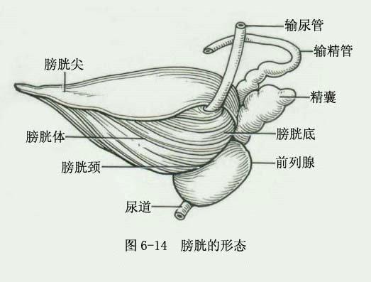 输尿管/1142201" data-lemmaid="1142201">输尿管 /a>,膀胱及尿道组成