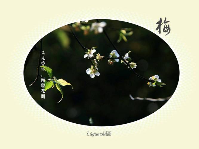 又见香雪,倾听花开
