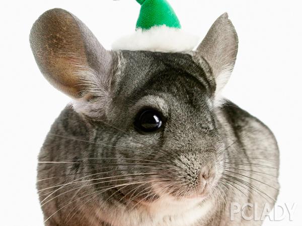 百科 健康龙猫八个选购标准要求                    健康龙猫有八个