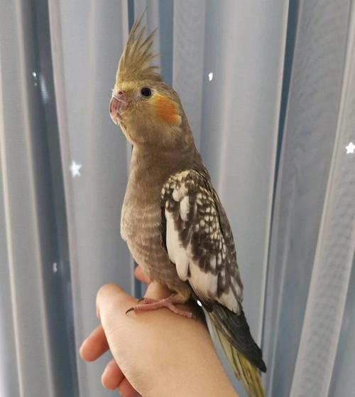 想教鹦鹉说话?先学会看懂它们的肢体语言