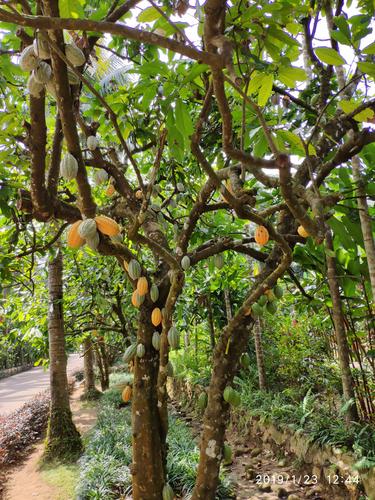 椰田古寨,兴隆热带植物园