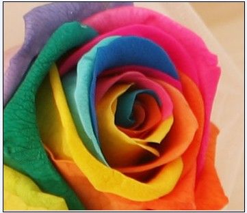 乐享花艺分享七彩玫瑰花