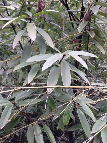 金丝楠木树叶是什么样子?谢谢