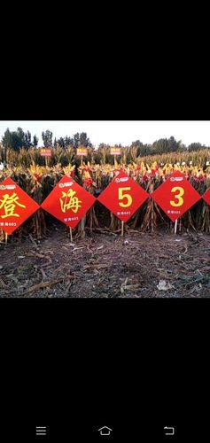 独家代理高产抗倒耐高温,超大棒豪威 556好不好自己看,价格你说了算!