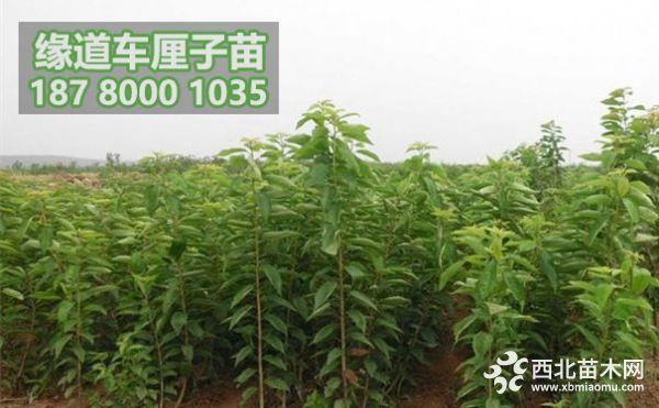 大樱桃树苗价格,1公分大樱桃树苗价格表